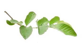 A branch of a tree with guava leaves isolated on white background photo