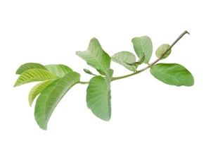 A branch of a tree with guava leaves isolated on white background photo