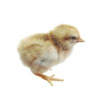 Little chicken isolated on white background. photo