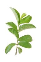 A branch of a tree with guava leaves isolated on white background photo