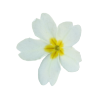 Blume Primel isoliert Hintergrund png