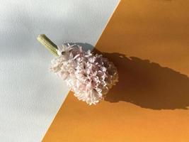 pink Hyacinth on an orange background photo