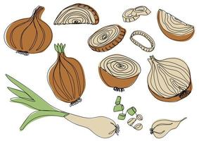 Onion set. Vector illustration