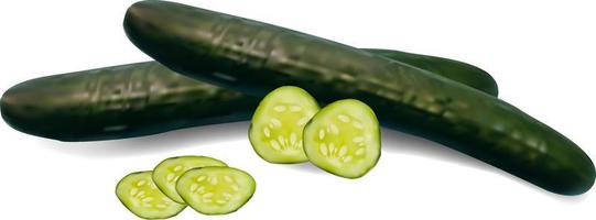 Green cucumber, whole and slices. Vegetable. Vector illustration