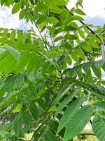 Manchurian walnut leaves photo