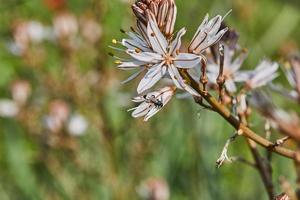 Branched Asphodel A species of asphodel also known as King's Wand, King's Staff and Small Asphodel, its botanical name is Asphodelus Ramosus photo