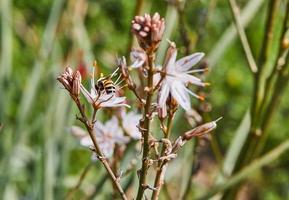 Branched Asphodel A species of asphodel also known as King's Wand, King's Staff and Small Asphodel, its botanical name is Asphodelus Ramosus. Bee on flower collecting pollen photo