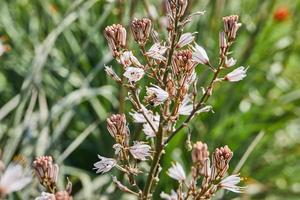 Branched Asphodel A species of asphodel also known as King's Wand, King's Staff and Small Asphodel, its botanical name is Asphodelus Ramosus. photo