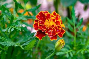 Fine wild growing flower marigold calendula on background meadow photo