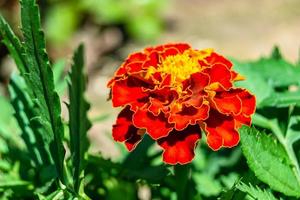 Fine wild growing flower marigold calendula on background meadow photo