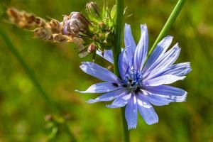 Beauty wild growing flower chicory ordinary on background meadow photo