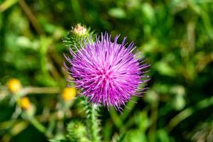 Beautiful growing flower root burdock thistle on background meadow photo