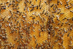 Abstract hexagon structure is honeycomb from bee hive filled photo