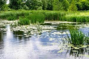 Beautiful grass swamp reed growing on shore reservoir in countryside photo