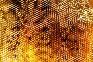 Drop of bee honey drip from hexagonal honeycombs filled with golden nectar photo