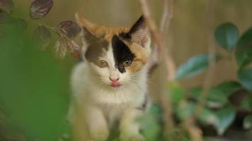 One cute cat having a rest in the yard photo