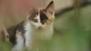 One cute cat having a rest in the yard photo