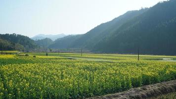 The beautiful countryside landscape full of the yellow oil flowers blooming in the field in spring photo