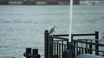 One seagull stopping on the iron column for resting near the river photo