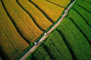 hermosa vista de la mañana indonesia panorama paisaje arrozales con color de belleza y luz natural del cielo