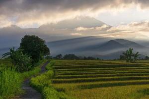 Beautiful morning view indonesia panorama landscape paddy fields with beauty color and sky natural light photo