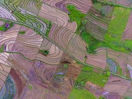 natural scenery of Indonesia with beautiful and winding terraced rice field patterns on the slopes of the mountains photo