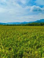 Landscape of wheat field farm field and blue sky. photo