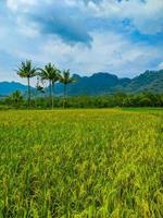 Landscape of wheat field farm field and blue sky. photo