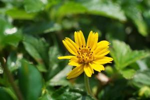 Close up of yellow Wedelia trilobata flower blooming. Selective focus of Wedelia flower pollen grains ready for collecting. Singapore dailsy tropical plant for ground cover. Macro nature background. photo