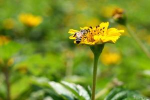 cerca arriba de abeja y wedelia flor. selectivo atención de amarillo Singapur diario flor. con insecto coleccionar polen. miel abeja vuelo terminado a obtener polen granos macro naturaleza antecedentes.