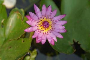 lotus flower in reading park photo