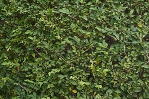 Thick wall of green leafy background photo