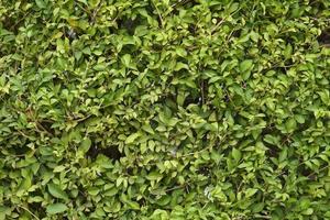 Thick wall of green leafy background photo