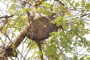 Beehive on a tree in the park photo