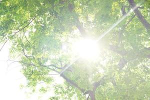 Sunlight shining through the leaves background photo