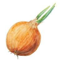 Hand drawn watercolor onion isolated on white background vector