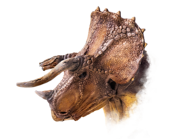 The head of Triceratops , dinosaur on  isolated background png