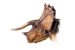 The head of Triceratops , dinosaur on  isolated background png