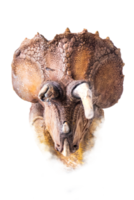 The head of Triceratops , dinosaur on  isolated background png