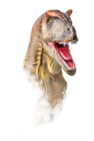 The head of Carcharodontosaurus , dinosaur on  isolated background  . png