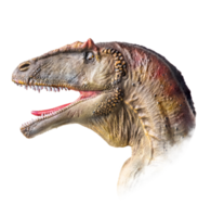 The head of Carcharodontosaurus , dinosaur on  isolated background  . png