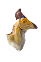 The head of  Olorotitan , dinosaur on  isolated background  . png