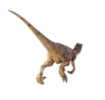 dinosauro , velociraptor isolato sfondo png