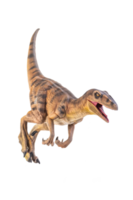 dinosauro , velociraptor isolato sfondo png