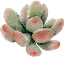 watercolor cactus succulent and orchid flower elements clipart png