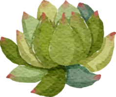 watercolor cactus succulent and orchid flower elements clipart png
