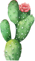 kaktus akvarell illustration png