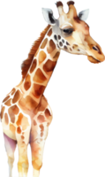 giraffa acquerello illustrazione png