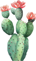 illustrazione dell'acquerello del cactus png