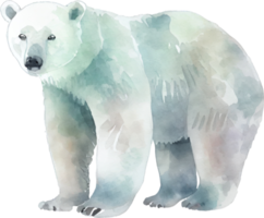 polare orso acquerello png